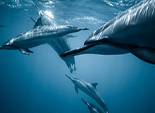 世界杯比赛在线观看地址-绝对死角！登贝莱禁区外左脚远距离低射破门，巴黎1-0领先里尔